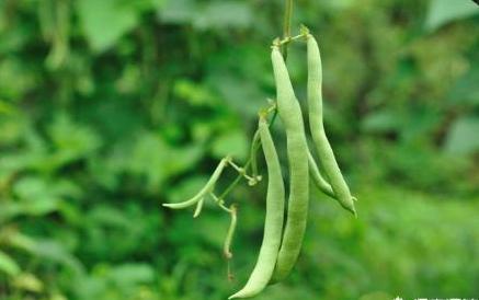 Now it's not too late to plant kidney beans. Plant a few trees and harvest Frosts Descent.