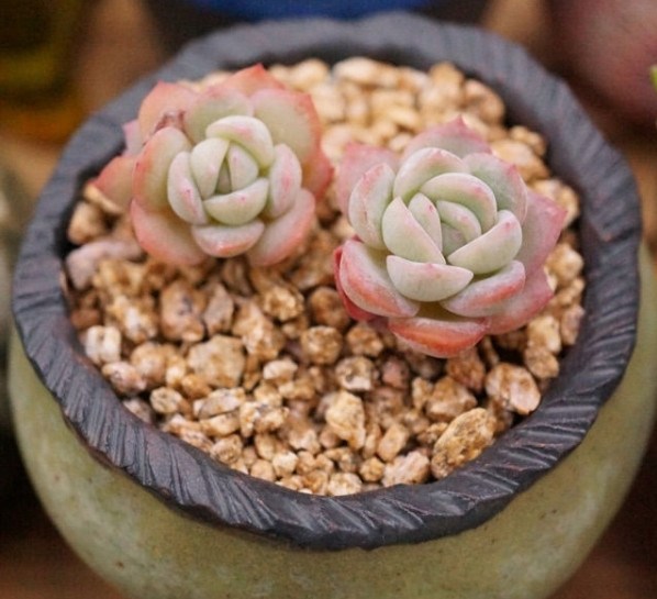 The first five reasons for the loss of leaves in succulent plants must be paid attention to.