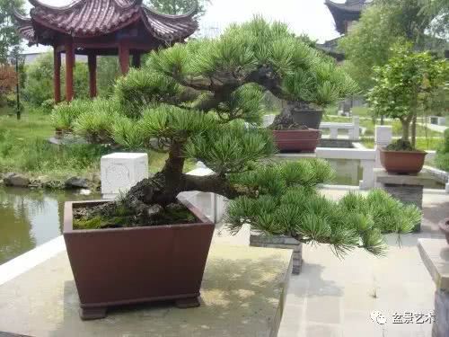 Rapid prototyping of five-needle pine bonsai