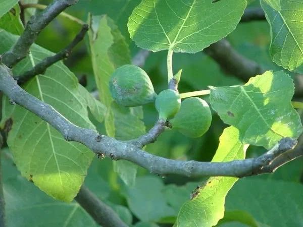 The love and killing in nature is about figs and fig wasps.