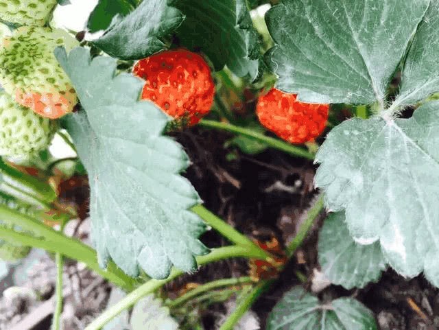 Several kinds of fruits suitable for potted plants on the balcony are rich, delicious and easy to feed.