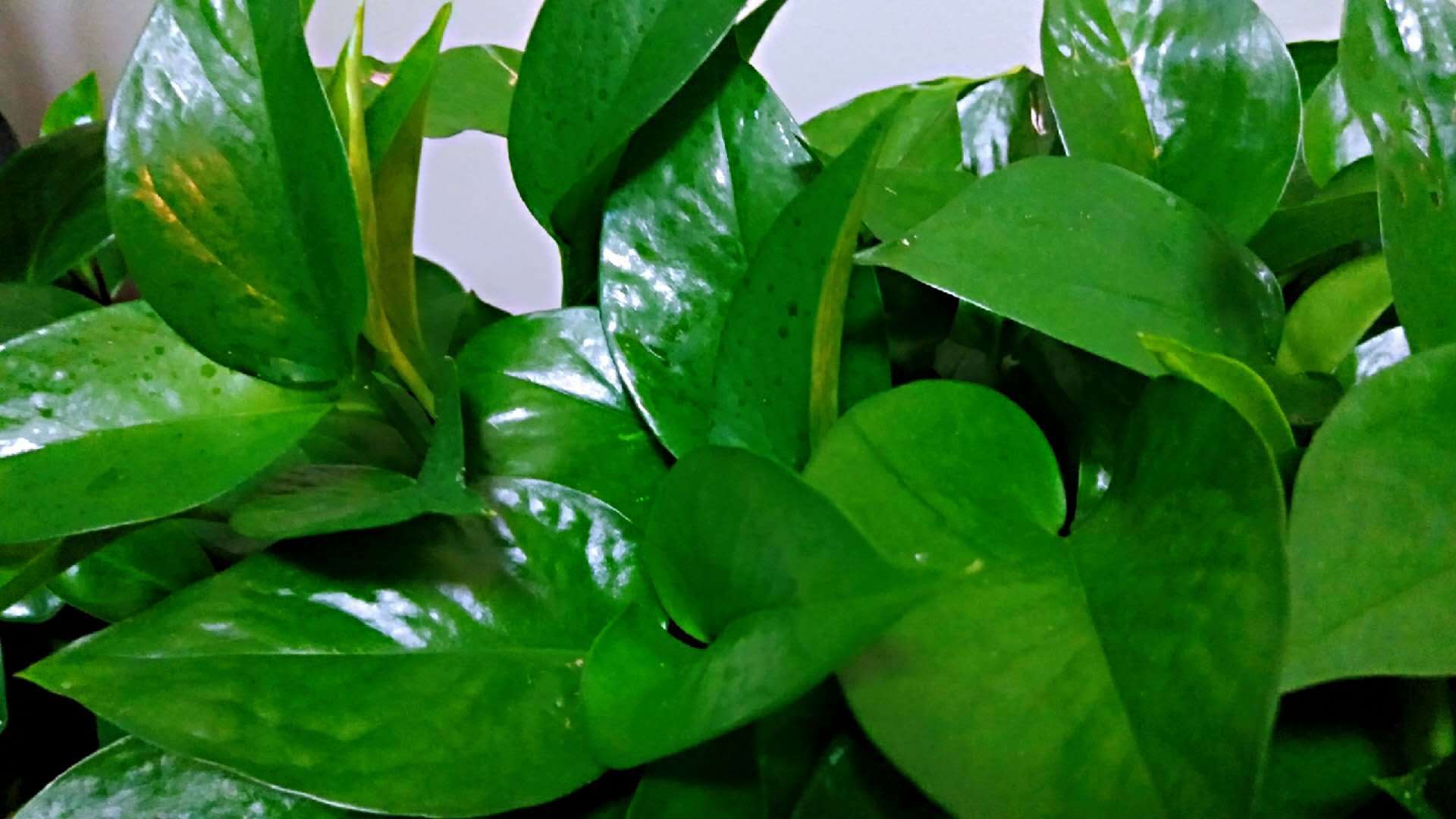 There is no need to throw the green and yellow leaves into the basin to turn the soybean leaves into oil green.