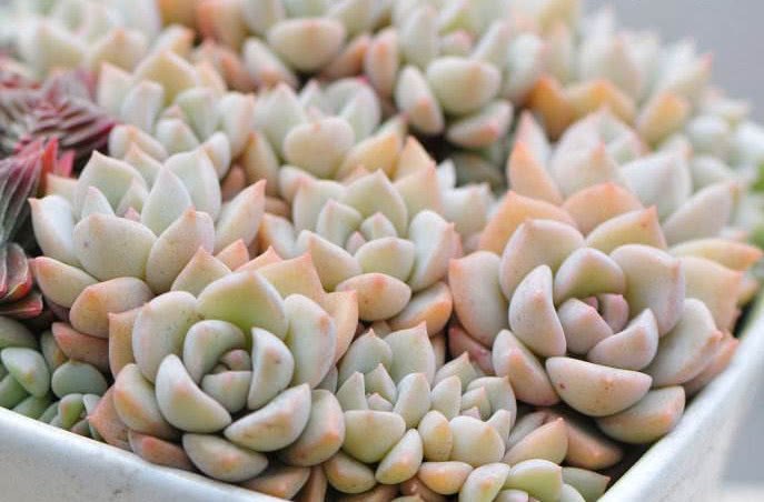 Six most common problems encountered by novice friends in the process of maintaining succulent plants and their solutions