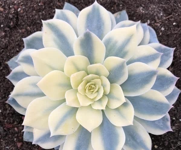 It's no problem to take a few steps to remove scale insects from succulent plants.