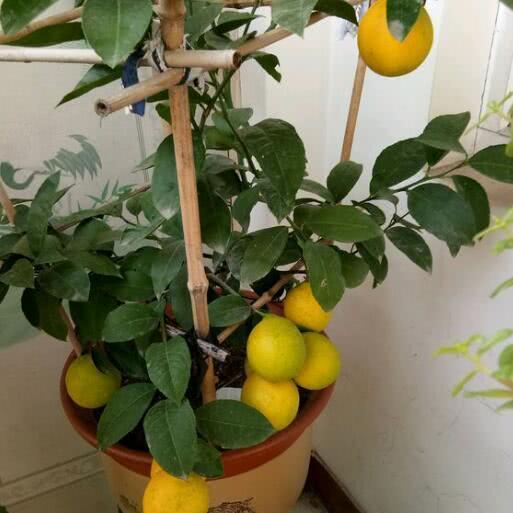 A little trick of growing potted lemons is to blossom and bear more fruits, big and beautiful.