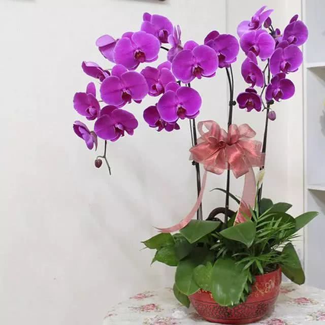 What are the reasons why the leaves of potted Phalaenopsis turn yellow?