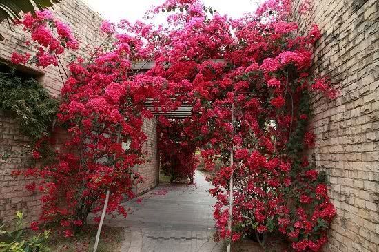 These four kinds of flowers are added every month to form a wall for half a year before we regret it.