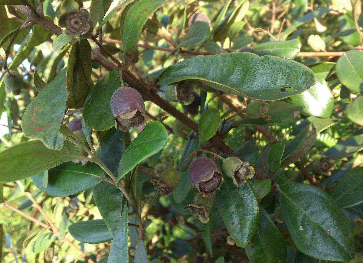 This wild fruit is shaped like a wine glass. It is difficult to defecate when eating too much, but it is a natural blood-tonifying fruit.