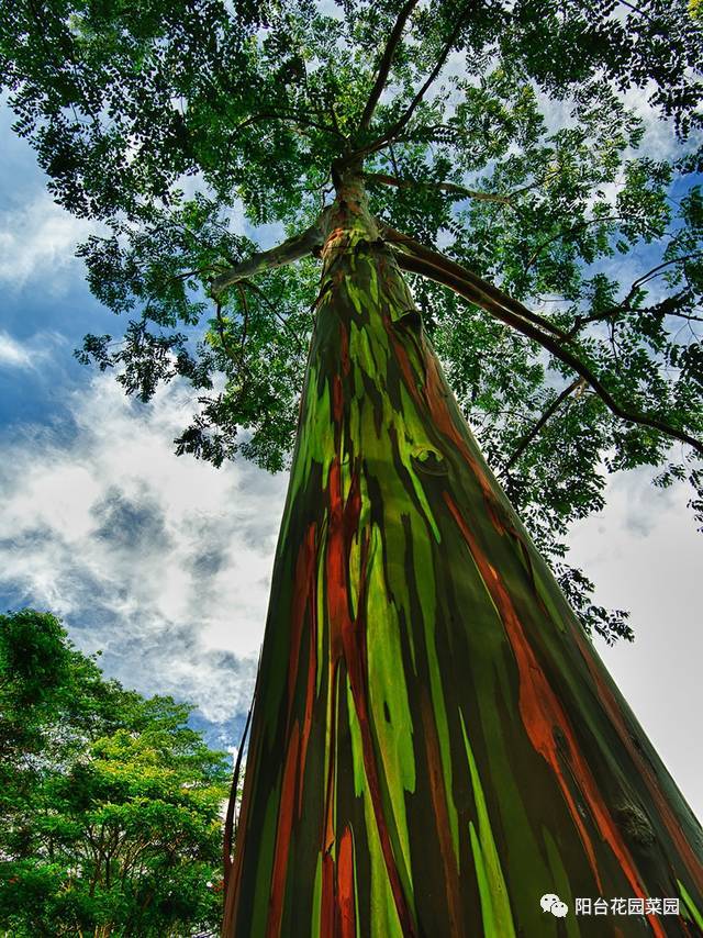 The most magical tree in the world is like an alien world.