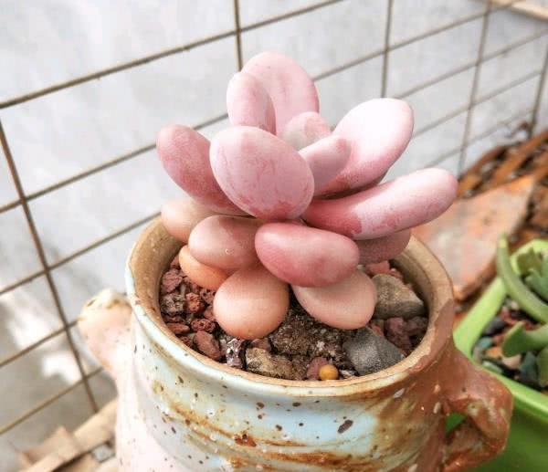 Succulent plants just come into the pot, do not choose to water so that the leaves will not fade.