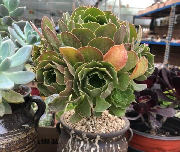 If you want succulent plants to be beautiful, you should make the leaves bright and pay attention to the difference in light and temperature.