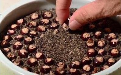 After the beginning of autumn, a few seeds are thrown into the pot for 10 days. The next year's potted fruit will burst the pot.