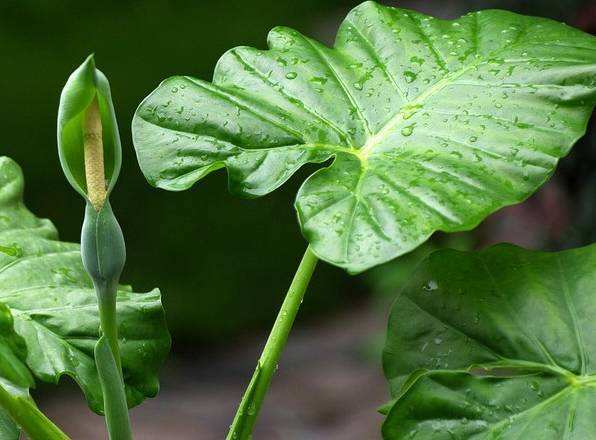 No matter how cheap these three kinds of flowers are, I won't keep all of them poisonous. It's too late to hide.