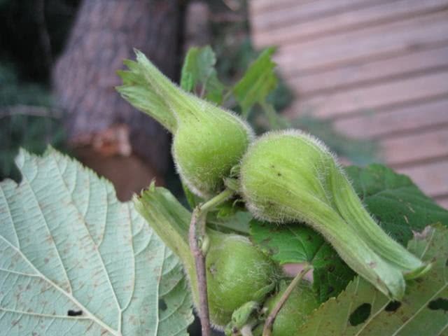 It looks very similar to Chinese chestnut, but its nutritional value is higher than that of chestnut deep in the mountains and old forest. It sells for 40 yuan per jin.