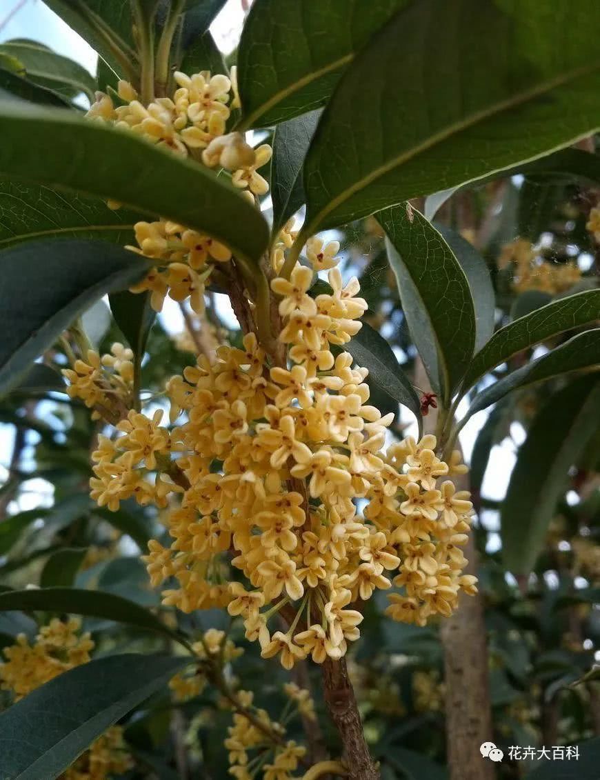 Brief introduction of Osmanthus fragrans Culture