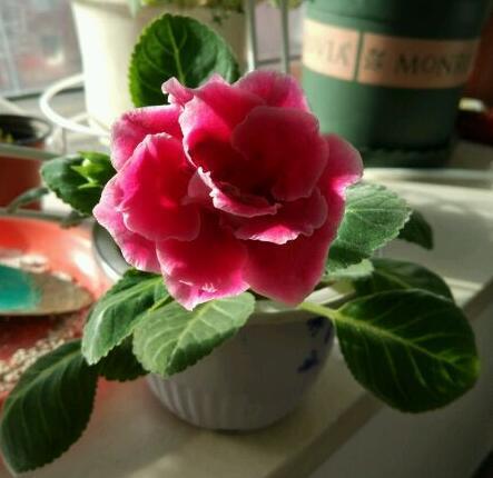 This flower is really beautiful. A leaf and a pot of flowers bloom continuously for more than half a year. The balcony is full of them.