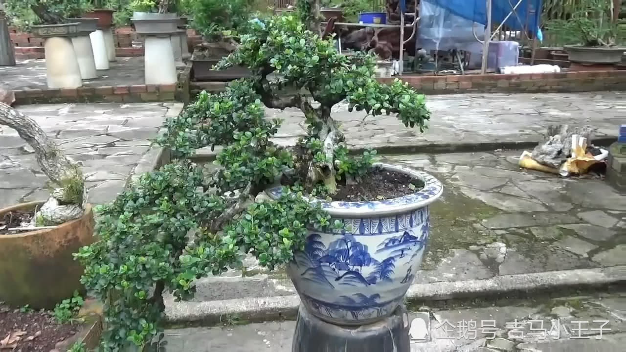 Bonsai appreciation: master bonsai works are unique in shape and each basin is fine and beautiful