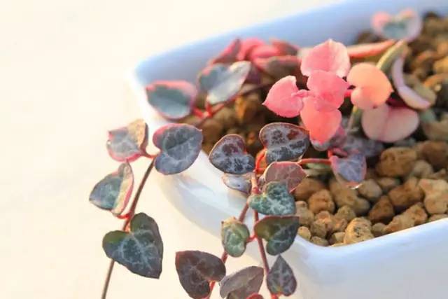 Succulent plant in the name of love is Qixi Festival's best gift.