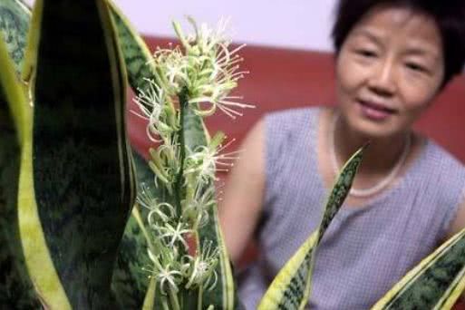 Do you want Tiger Pilan to look good? Throw some of its leaves in the pot and rub them with oil to grow into small white flowers.