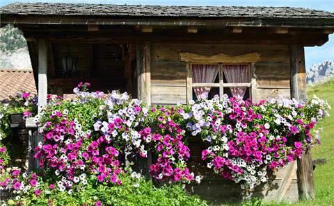 Spread the seeds of flowers in autumn and burst the flowerpot with a large area of flowers.