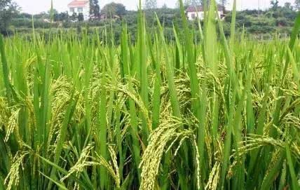 How to apply potassium fertilizer during the critical period of rice booting?