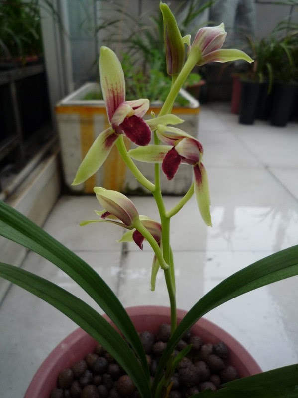 This orchid has won a gold award in horticulture. It blossoms diligently, fragrant and beautiful. It is worth having.