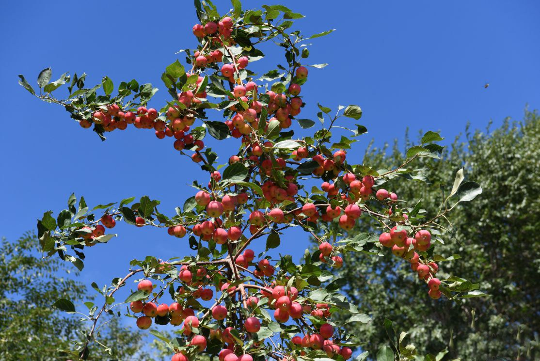 In the north, this kind of fruit is as big as the thumb. It is said that few people have eaten the red in the fetus.