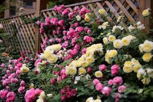 If you want a home, plant flowers in front and back of the house!