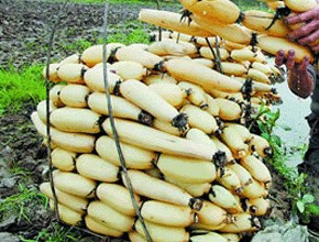 Planting techniques of Lotus Root