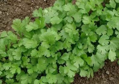 The planting time of coriander is now suitable. Rubbing seeds before planting is more conducive to germination.