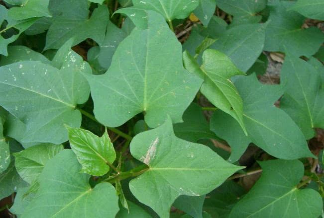 Potted on the balcony, these two kinds of plants are both beautiful and delicious, which can be called longevity dishes.