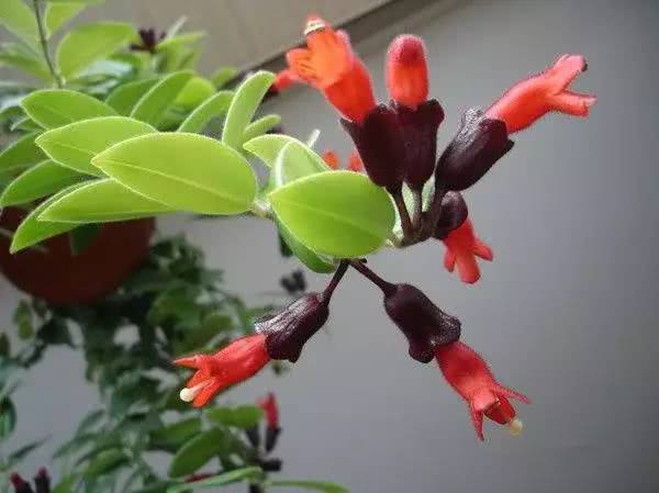 These nine kinds of flowers are beautiful and easy to raise on the balcony. There are several pots of flowers in four seasons.