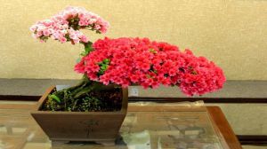 Are azaleas suitable for raising at home?