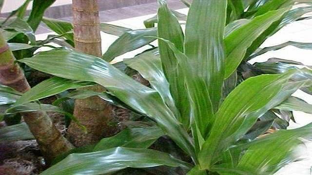 A leaf orchid does not grow new leaves for a long time? Then change it to a long pot of thieves and return the oil green quickly.