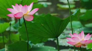 The moral and symbol of Lotus