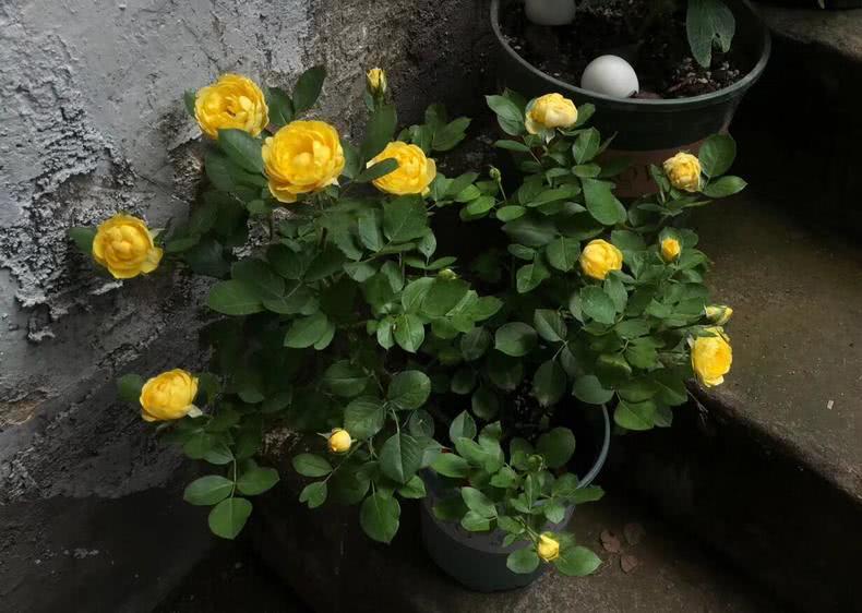 After the Beginning of Autumn applied these two kinds of home-made fertilizer to the rose, the flowers kept blooming.