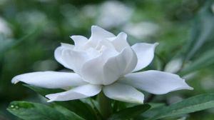 Is Gardenia suitable for indoor cultivation?