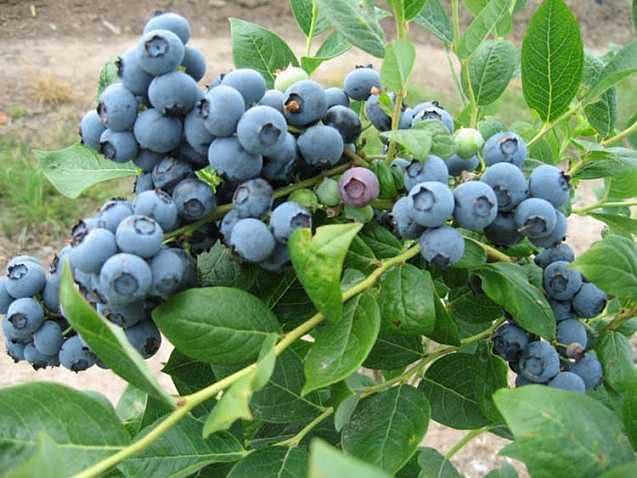 Home-grown blueberries are really good. Pay attention to the 4: 00 bang.