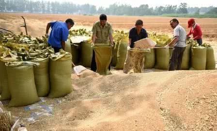 The wheat market is changeable. High-quality wheat can continue to wait and see that inferior wheat should be sold earlier.