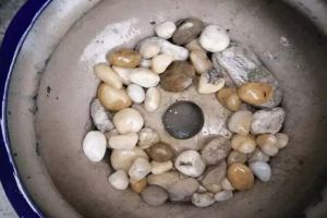 Throw the dishcloth at the bottom of the basin, the flowers will burst into the basin, and the roots won't rot for 10 years!