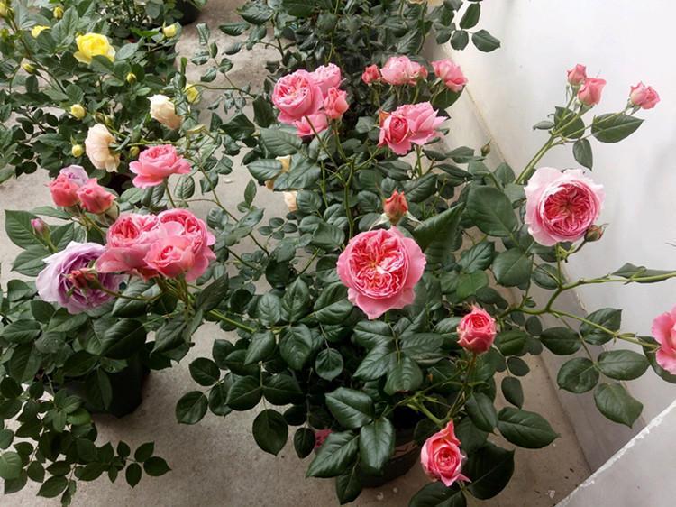 Don't let your rose eat too much during the hot + dormant period