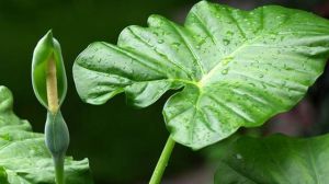 How about keeping Guanyin dripping water at home?