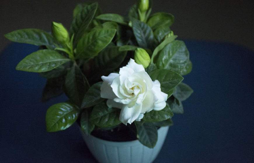 Gardenia often does not blossom? All because it only needs one move to blossom year after year.