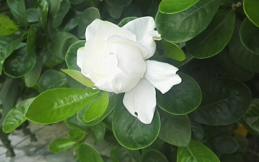 If you raise gardenia, if you don't have a yellow bud at 4 o'clock, you won't lose a full branch.