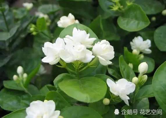 Jasmine Gardenia is a medicine box for 30 days to feed a little blossom, you are welcome, stars and dots