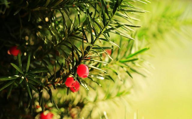 The value function is powerful. How to raise the yew? you must want to know these precautions.