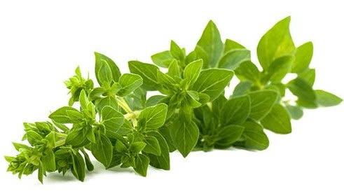 These three herbs are good-looking and delicious on the balcony and in the courtyard.