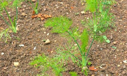 The Beginning of Autumn can harvest fennel in two months after planting fennel