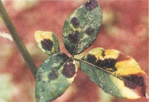 Rose black spot disease so that flowers bloom full branches and big and colorful