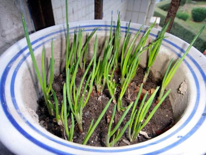 The unfinished leftover root can't be picked every day in the flowerpot for two months.